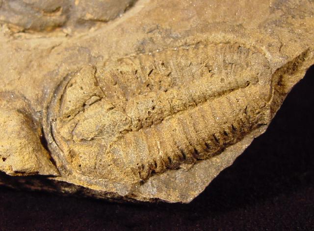 Conocoryphe cirina (BARRANDE 1846) - Bild © FossNet FossilienStore